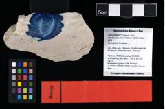 NHMW-GEO-2007z0149-0017_Ol_02.tifTenuihomola ortwini (Feldmann & Schweitzer, 2009) (NHMW-GEO-2007z0149-0017)